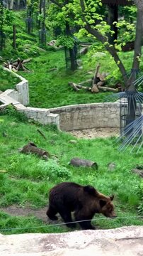 Brown Bear Walking in Green Forest Enclosure at Modern Zoo