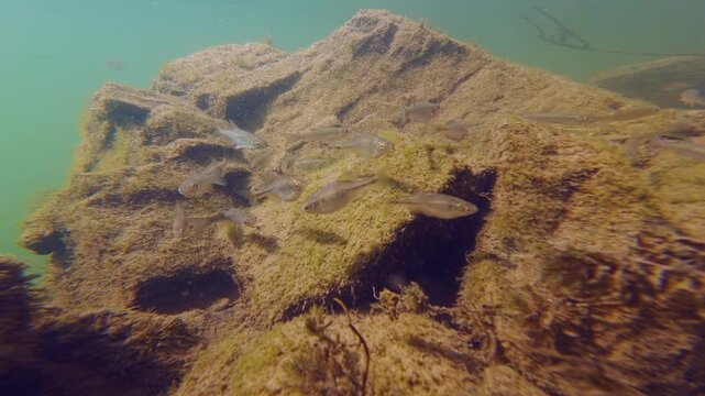 bitterling spawning coloration, gudgeon, brown trout parr fish, watermilfoil, algae on granite stone underwater, riverbank biotope aquascape, organic silt sediment, clear water, river Uzh in Uzhhorod