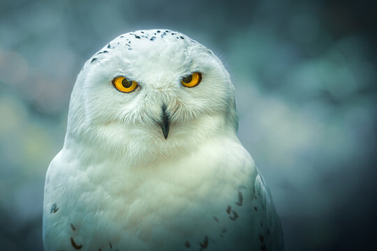 A snowy owl stares at you against a dark greyish background