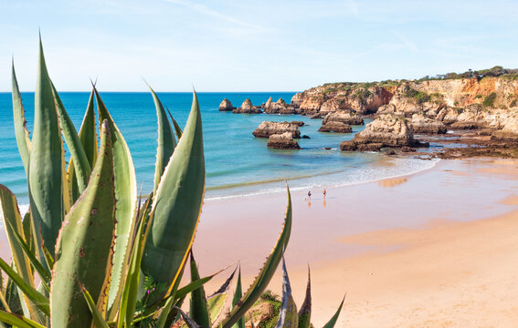 Beach and  Agave Americana Variegata plant in Alvor - Algarve - Portugal