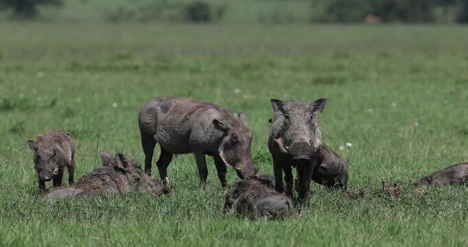 A family of warthog taking a mud bath and resting to get rid of mid-day sun in african savannah at masai mara