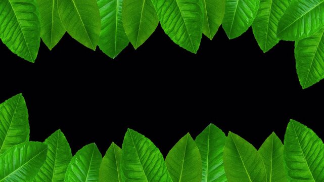 Animated lemon leaves borders appearing at top and bottom, gently moving and fading out on transparent alpha channel. Clean overlay Сopy space, perfect for video editing, compositing decorative scenes