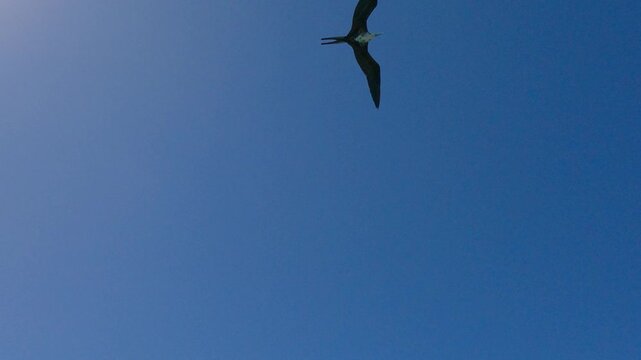 Frigatebird Flying Along Rocky Coast of Cura&ccedil;ao