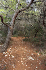 Fototapeta premium Narrow path in a Mediterranean forest.