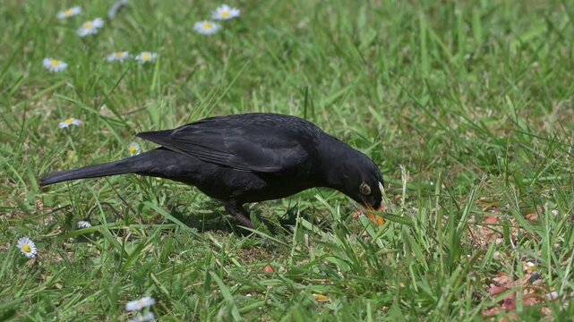 Blackbird (Turdus merula) male eating mealworms left on a garden lawn in spring. April, Kent, UK [Half speed]