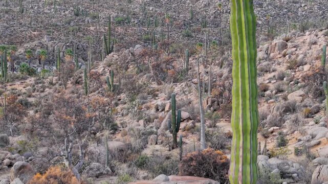 Aerial views capture sunrise over Catavina in Baja California featuring cirios, cactus, blue palms, and elephant trees in the desert.
