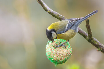 Sikorka bogatka (Parus major) © Janusz Lipiński