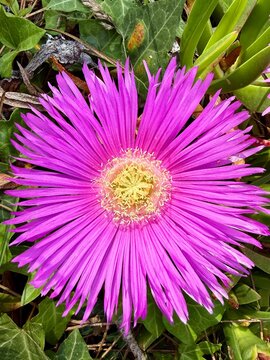Carpobrotus, commonly known as pigface, ice plant, sour fig, sea fig, Hottentot fig, and clawberry