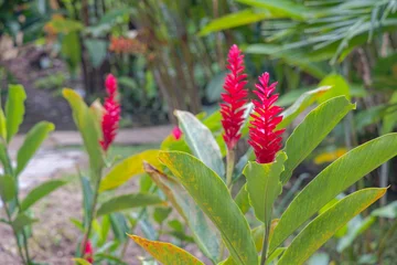 Red Ginger Flowers in Cartagena, Colombia Garden © Dario Bajurin
