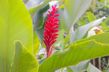 Red Flower Among Green Leaves in Cartagena, Colombia © Dario Bajurin