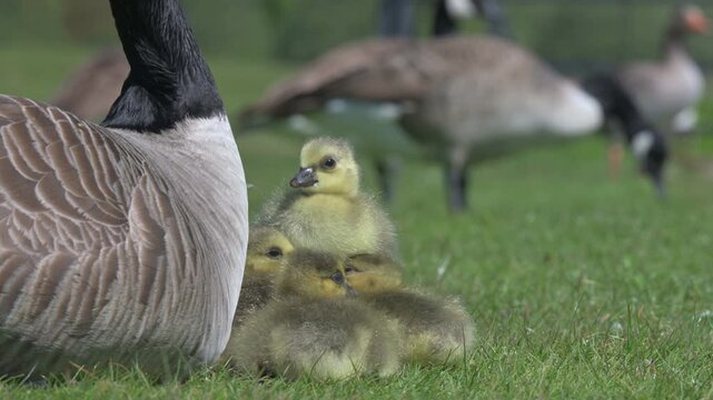 Canada Goose (Branta canadensis) family of young goslings and adults feeding in the background. Late April, Kent, UK [Half speed]