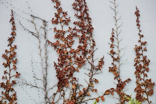 Minimalist Composition of Dried Autumn Vines Climbing on a Clean White Wall