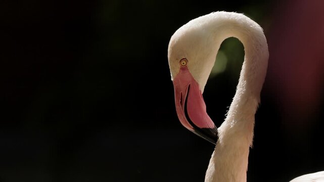 Migratory birds Greater Flamingos wandering in the shallow water outside the city in early morning low light. Flamingo grooming cleaning feathers. Wildlife nature, wild birds ornithology, birdwatching