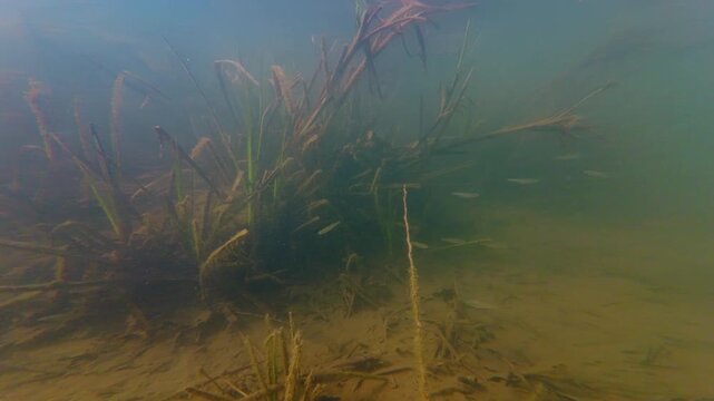 dwarf fish fry in stream biotope, terrestrial grass immersed underwater, sunshine in flood aquascape, organic silt alluvium sediment, green algae murky water, shallow Uzh river in Uzhhorod documentary