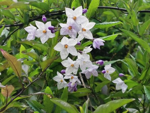 photographie en gros plan de fleurs de morelle faux jasmin, ou de solanum jasmino&iuml;des, aux p&eacute;tales blanches et bleut&eacute;es