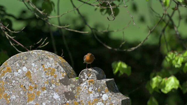 European Robin (Erithacus rubecula) in a churchyard, taking off from a gravestone in slow motion. April, Kent, UK. [Slow motion x10]