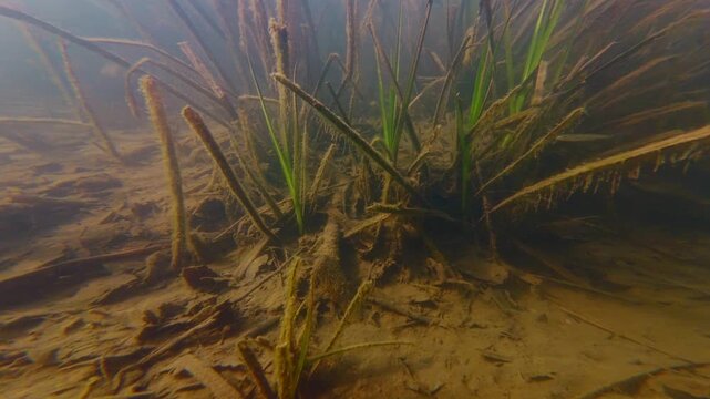dwarf fish fry in murky water stream biotope, terrestrial grass immersed underwater, sunny flood aquascape, organic silt alluvium sediment, green algae bloom, shallow Uzh river in Uzhhorod documentary