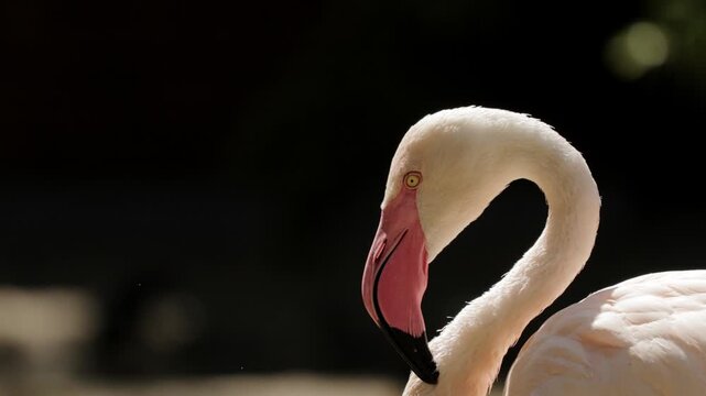 Migratory birds Greater Flamingos wandering in the shallow water outside the city in early morning low light. Flamingo grooming cleaning feathers. Wildlife nature, wild birds ornithology, birdwatching