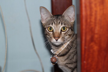 portrait of a cat © snowyart