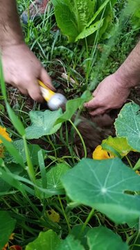 Farmer planting seedlings with a soil auger