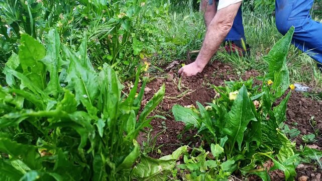 Farmer weeding vegetable garden by hand