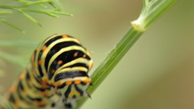 Close up of Old World swallowtail caterpillar Papilio machaon on dill branch, larva moving its head, colorful garden insect. Soft light, Close-Up. Mindfulness and Vitality.