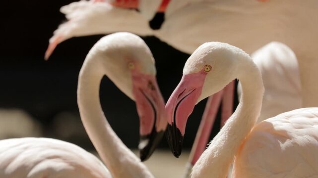 Migratory birds Greater Flamingos wandering in the shallow water outside the city in early morning low light. Flamingo grooming cleaning feathers. Wildlife nature, wild birds ornithology, birdwatching