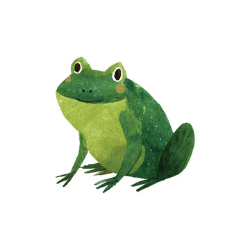 Bright Green Frog With Yellow Belly Illustration.