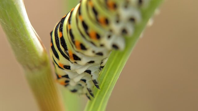 Macro of Old World swallowtail caterpillar Papilio machaon body and prolegs on green stem, striped pattern with orange dots. Soft light, Macro. Intricacy and Connectivity.