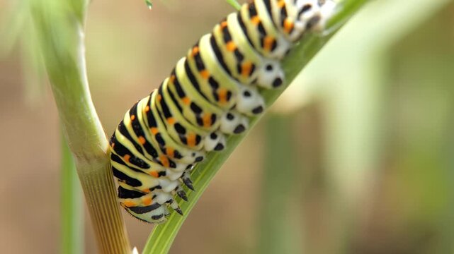 Swallowtail butterfly larva Papilio machaon with slight movement on garden plant stem. Colorful caterpillar with striped camouflage. Soft light, Medium shot. Survival Instinct and Growth.