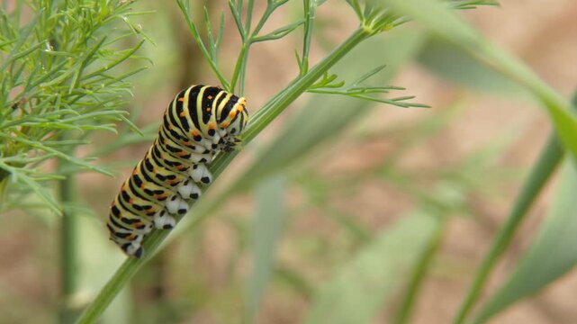 Swallowtail caterpillar (Papilio machaon) sitting on green dill branch in garden. Medium-sized green larva with black stripes. Natural lighting, Medium shot. Resilience and Vitality.