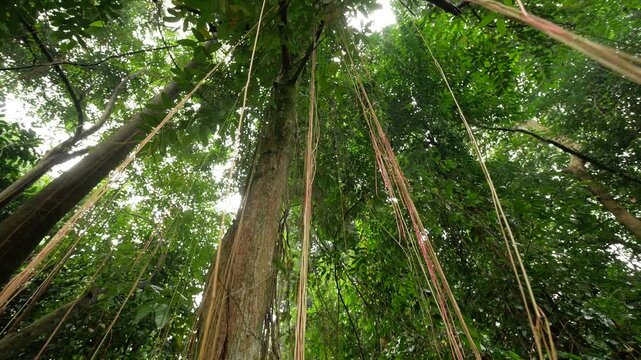 Hanging root that extends from a tree in a tropical forest.