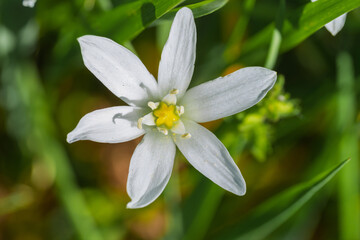 Obraz premium Serene scene capturing solitary starshaped flower with dew and subtle background textures