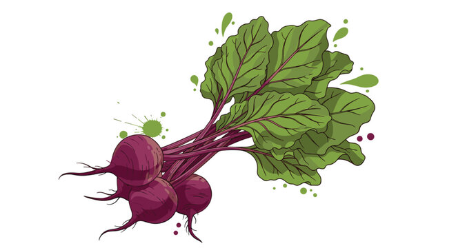 Colorful illustration of fresh organic beetroots with large green leaves and purple roots displayed on a white background.