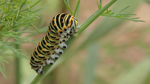 Swallowtail caterpillar (Papilio machaon) displaying orange osmeterium defense gland on dill branch. Defensive behavior. Natural lighting, Medium shot. Survival Instinct and Vulnerability.