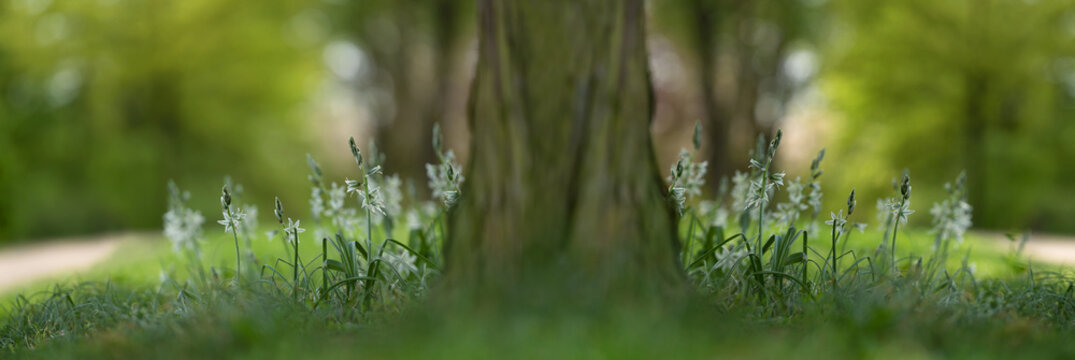 Panorama Bild im Park mit starken Baum in der Mitte und Wiese mit kleinen wei&szlig;en Bl&uuml;ten von Milchstern