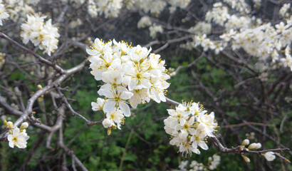 Obraz premium Blooming blackthorn bush (Prunus spinosa) with white flowers in spring
