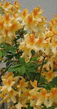 Azalea mollis or Chinese azalea. Magnificent ornamental shrub adorned with abundant flowers with funnel-shaped petals in vibrant colors, golden yellow speckled with orange
