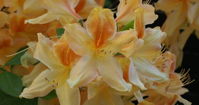 Chinese azalea shrub (Azalea mollis) Spectacular spring flowering of solitary, funnel-shaped clusters of golden yellow flowers tinged with orange on erect and spreading stems