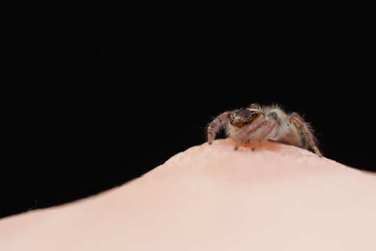Hyllus walckenaeri Jumping Spider Macro Photography | Salticidae Close-Up Portrait | Exotic Furry Spider with Orange Stripes | High Detail Arachnid Wildlife Macro Shot on Black Background