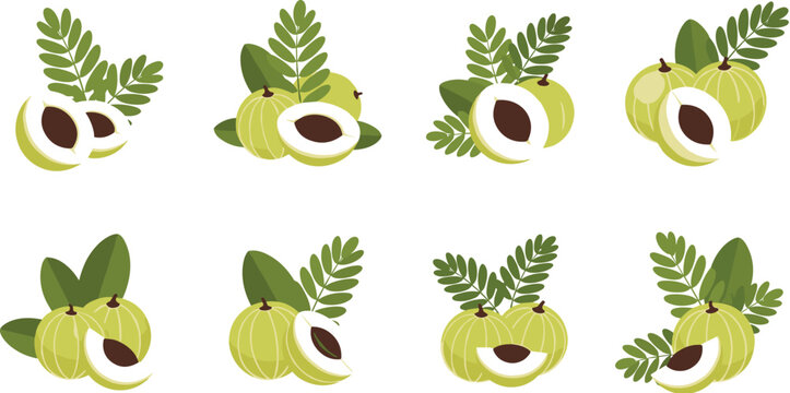 Indian Gooseberry Amla Fruit Set with Leaves and Sliced Pieces in Flat Vector Style, Herbal Botanical Illustration Collection for Organic Food Design