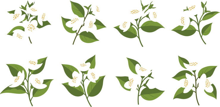 Jasmine Flower Clipart Set with White Blossoms and Green Leaves in Flat Vector Style, Botanical Illustration for Floral Design, Patterns, and Natural Branding