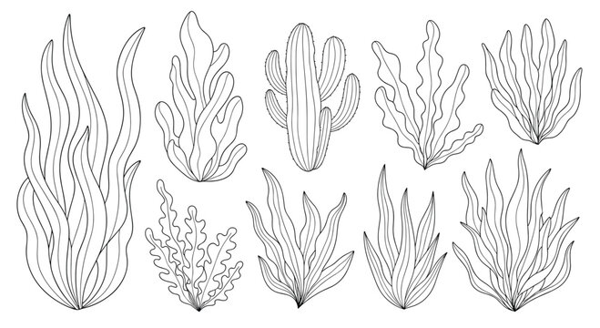 Collection of various seaweed and aquatic plant types illustrated in a detailed black and white line art style.