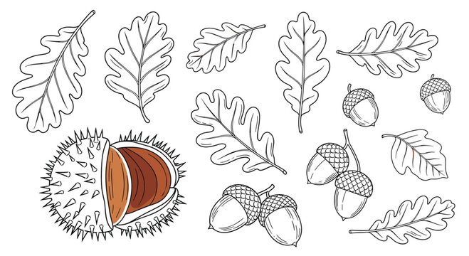 Autumn nature set featuring various oak leaves acorns and a horse chestnut in its spiky husk for fall seasonal themes.