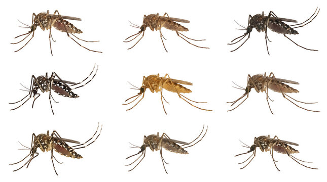 Set of different mosquito species isolated on white background, macro detail of blood sucking insects for medical education, disease prevention, and pest control health awareness concepts.
