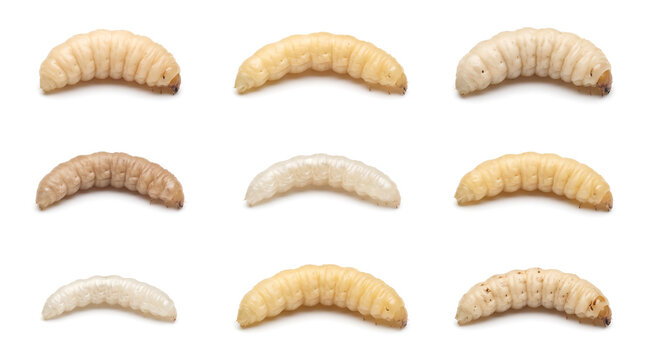 Grid of insect larvae and maggots isolated on white. Macro studio shot of waxworms for fishing bait, pest control education, and sustainable insect protein concepts.