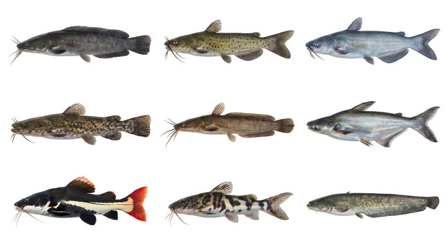 Diverse Catfish Species Collection Isolated on White Background. Freshwater Fish Varieties for Educational Fishing Guides, Biological Research, and Seafood Menu Graphics.