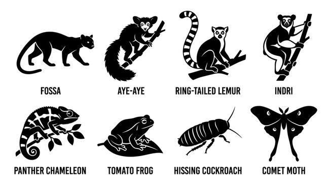 black and white silhouette vector set of traditional madagascar animal 