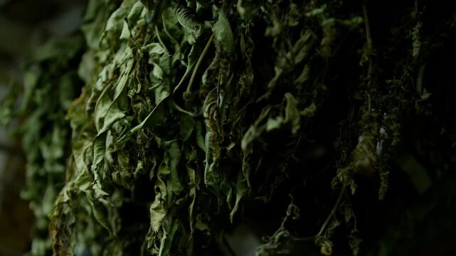 Manojos de hierbas medicinales secas colgadas en mercado tradicional - 4K