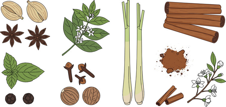 Natural Spices and Herbal Ingredients Vector Set Featuring Cinnamon, Cardamom, Star Anise, Cloves, Nutmeg, Lemongrass, Leaves, and Blossoms for Cooking and Botanical Design.